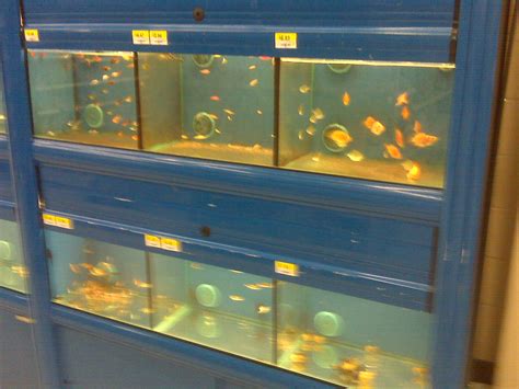 walmart fish|Live Aquarium Fish in Fish Supplies .